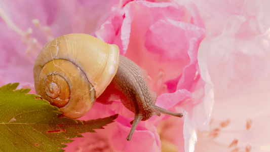 Snail 